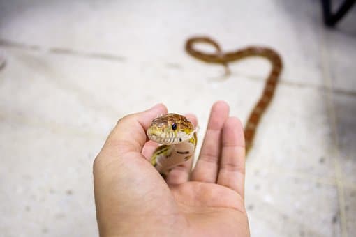 Snake, Corn Snake, Pet, Silvestre