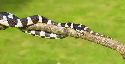 California Chain Snake, Chain Snake
