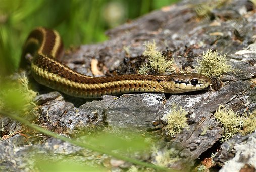 Garter Snake, Forest, Macro, To Crawl