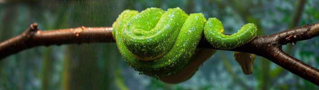 Snake, Boa, Emerald, Reptile