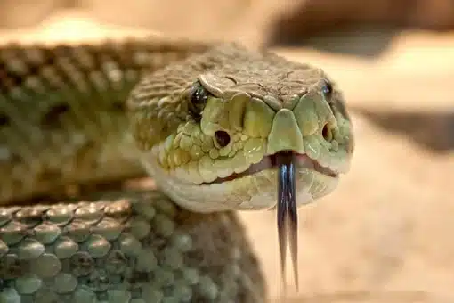 Rattlesnake, Poisonous, Line, Dangerous