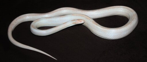 Opal, Corn Snake, Line, Natter, White