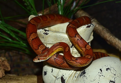 Line, Natter, Corn Snake, Reptile