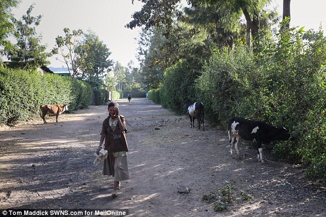 Rural: This muddy road where cows graze freely is most likely where Zahara Jolie Pitt would have lived if she had not been adopted by star Angelina. Now it is where her birth mother Mentewab ekes out an existence