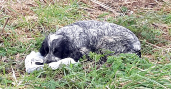 Cyclist sees a deserted dog with a plastic bag in its mouth, what’s inside sends shivers down his spine