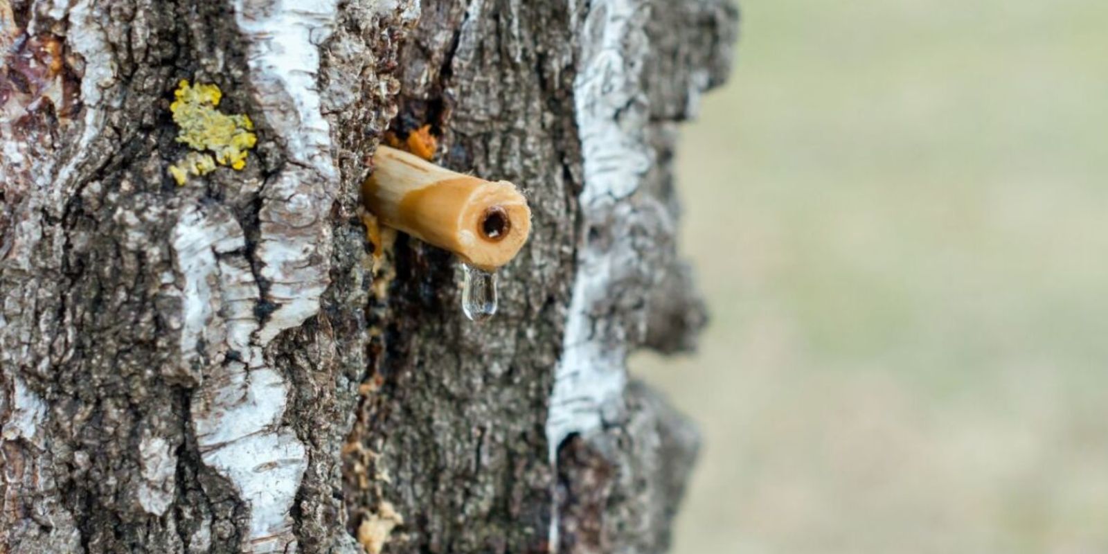 11 Bäume, die zum Anzapfen für Sirup geeignet sind: Natürliche Süße aus dem Wald