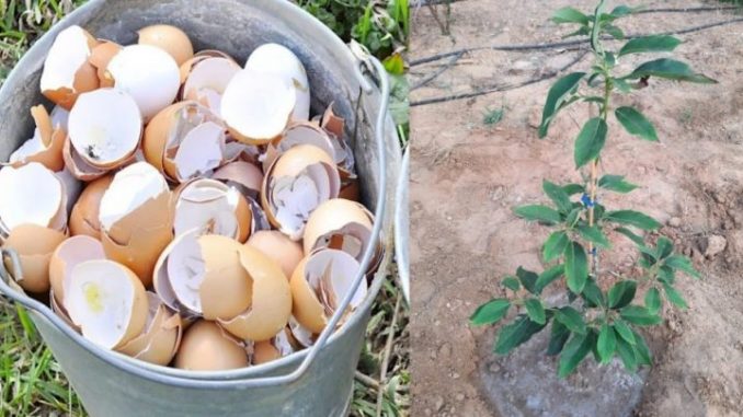 11 Verwendungsmöglichkeiten für Eierschalen für Haus und Garten