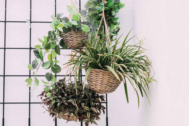 hängende Pflanzen