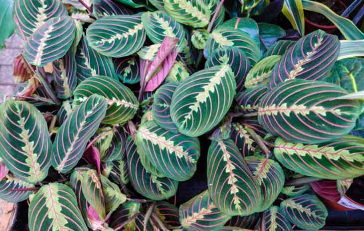 Maranta Tricolor