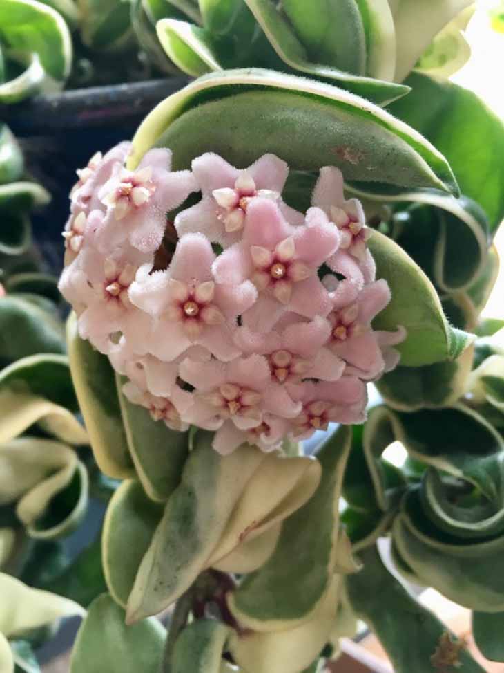 Hoya Linearis