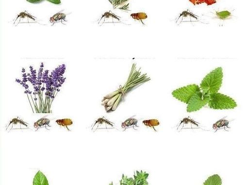 5 Pflanzen, die Spinnen, Ameisen, Mücken und Skorpione aus dem Haus vertreiben