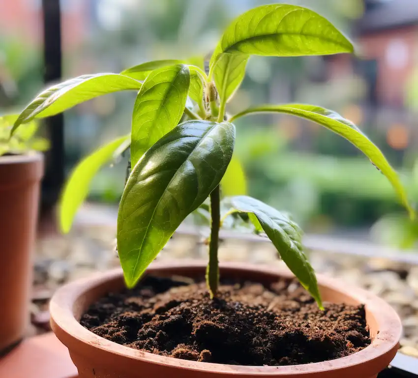 eine kleine Avocadopflanze