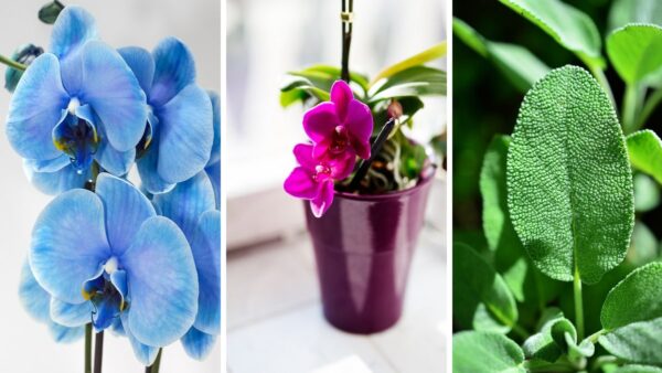 7 Pflanzen, die positive Energie ins Haus bringen