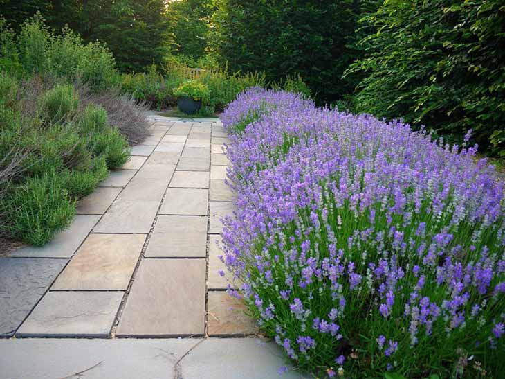 Eine Lavendelhecke – Quelle: spm