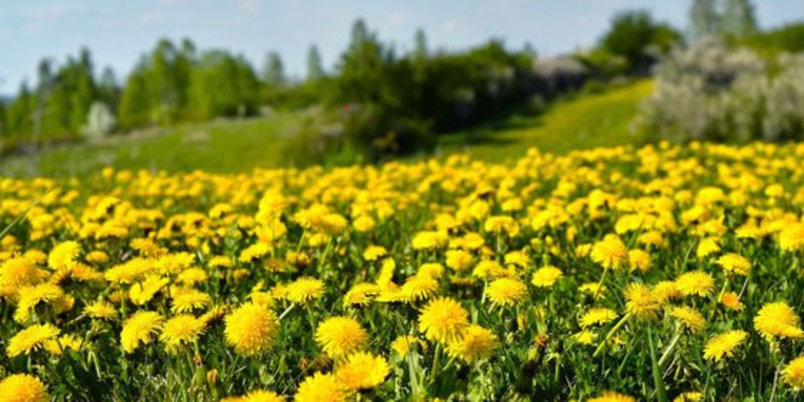 “Warum Löwenzahnwurzeln der Schlüssel zur Gesundheit sind: Eine Entdeckungsreise in die Welt der Heilkräuter”