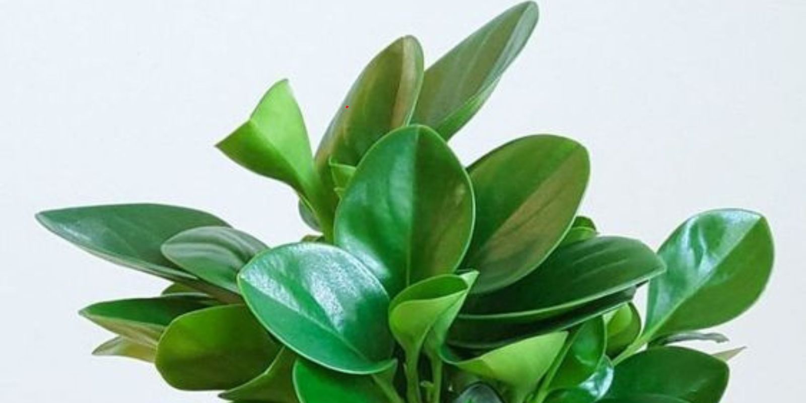 “Welche erstaunlichen gesundheitlichen Vorteile bietet die Aloe Vera Pflanze, die viele Menschen nicht kennen?”