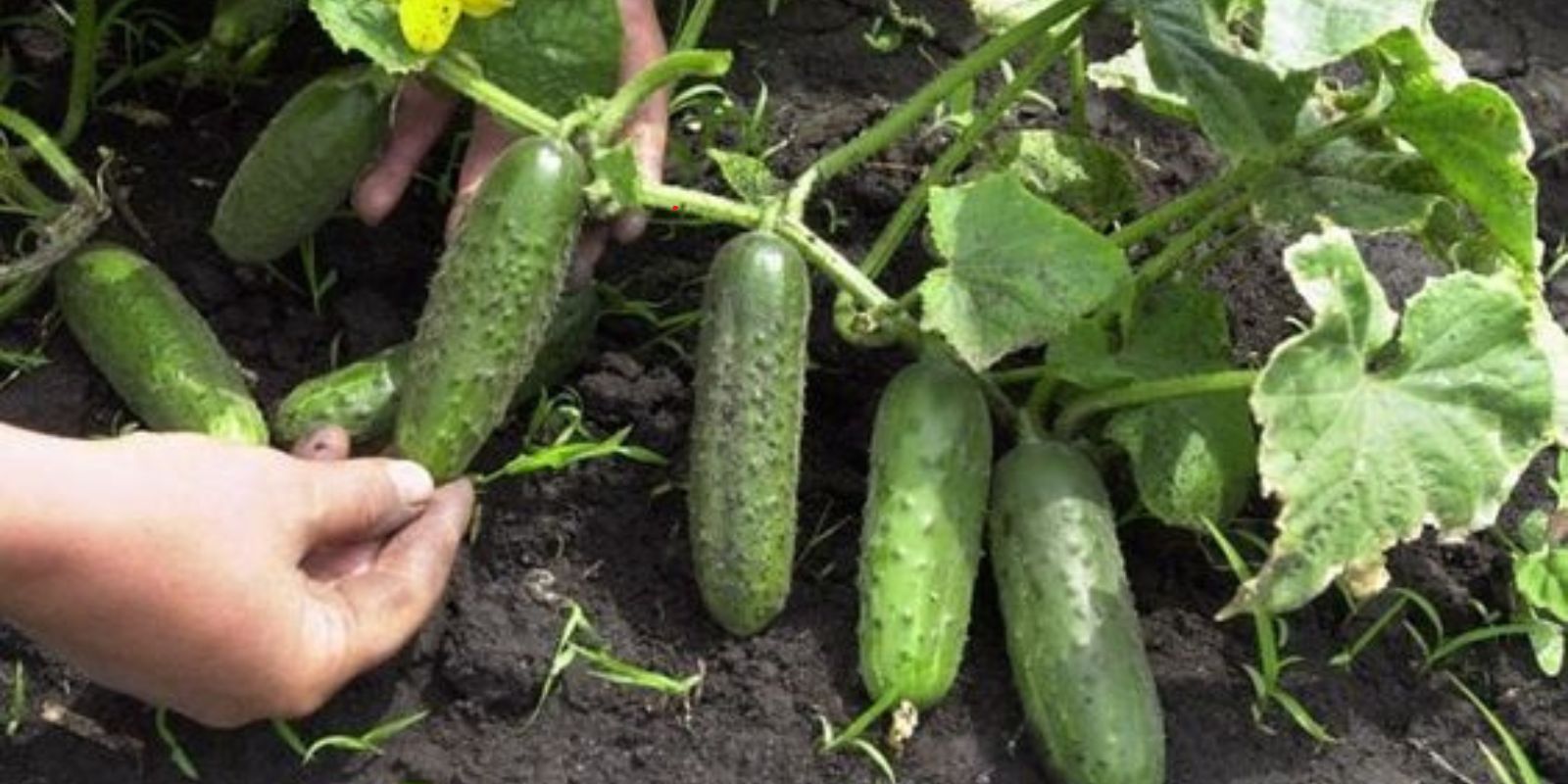 “Wie baue ich erfolgreich Babygurken zu Hause an?”