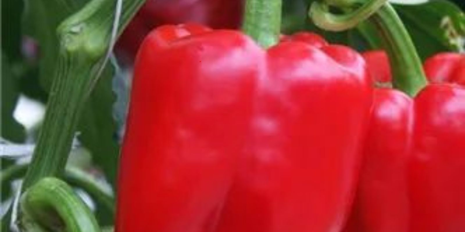 “Wie kann ich das Wachstum meiner Paprikapflanzen zu Hause perfektionieren und eine reichliche Produktion erreichen?”