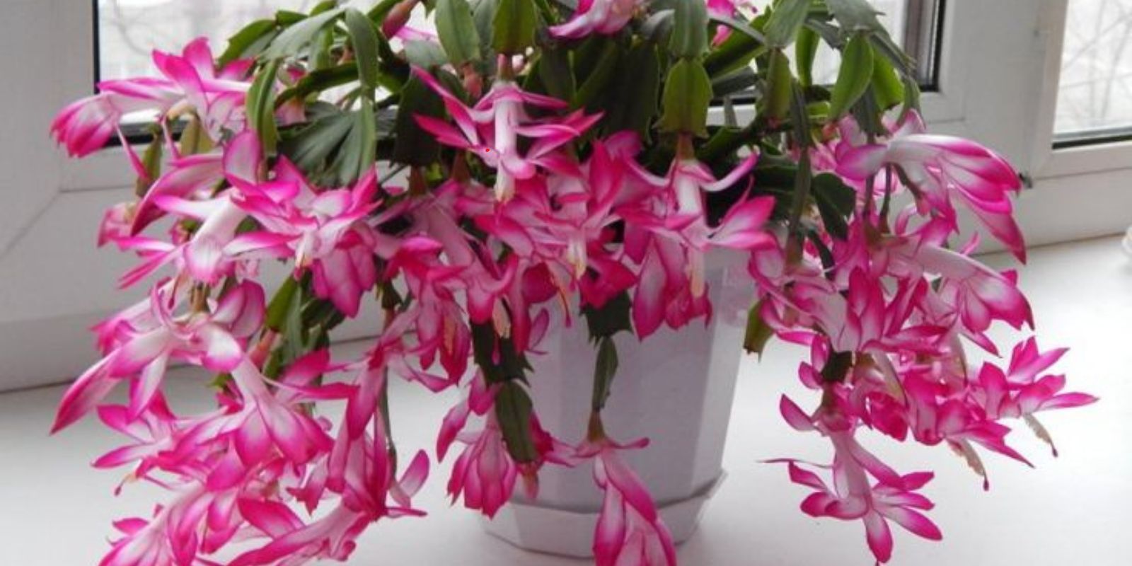 “Wie können Sie Ihren Weihnachtskaktus erfolgreich zum Blühen bringen und ihn über die Feiertage hinaus gesund erhalten?”