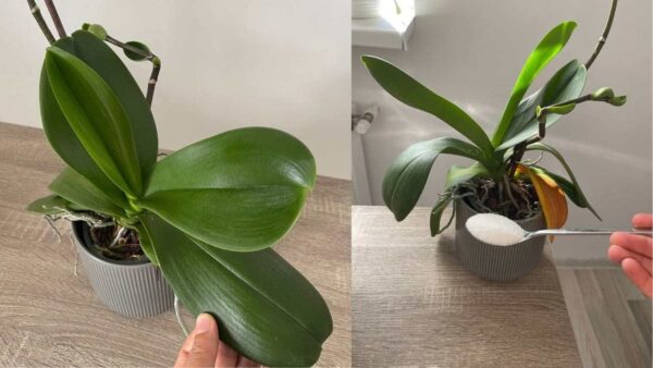 Abgestorbene Orchidee, ein kleiner Stich genügt, um sie wieder zum Leben zu erwecken
