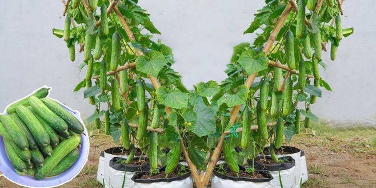 Anbau von Babygurken zu Hause in Behältern: Frische Ernte auf kleinem Raum