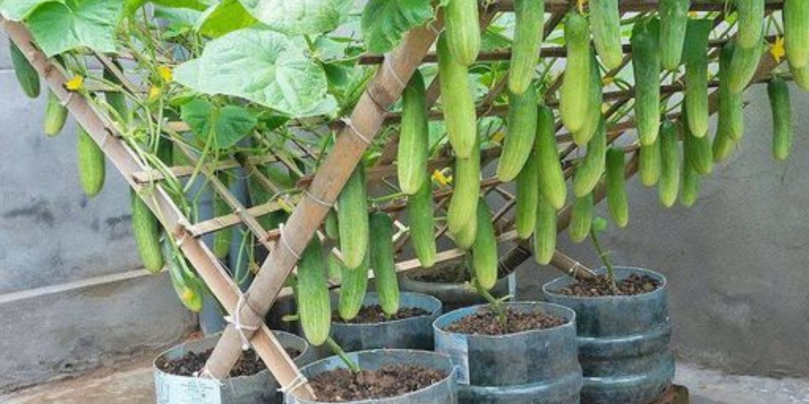 Anbau von Babygurken zu Hause in Behältern