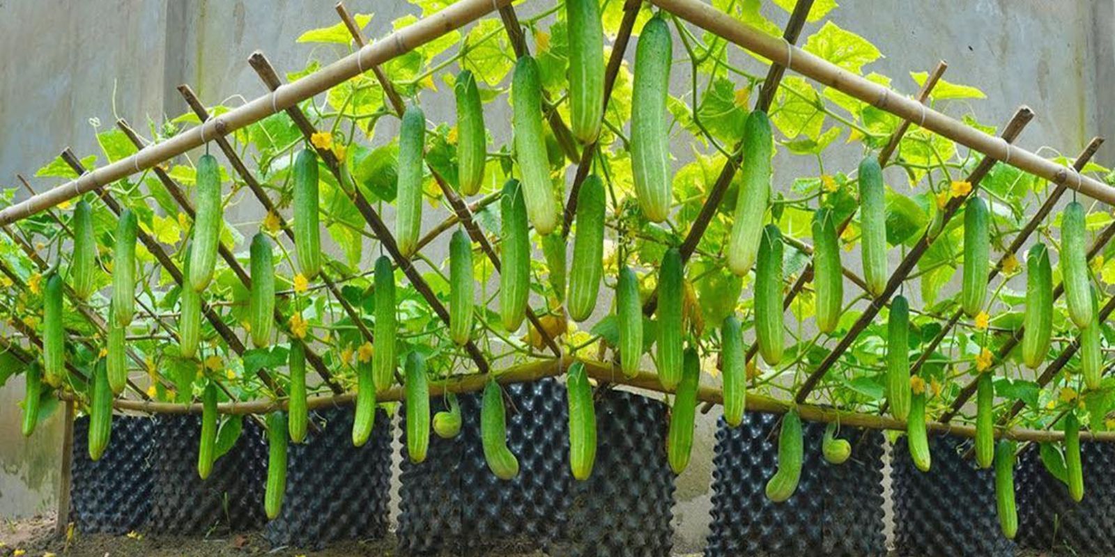 Anbauen von Gurken zu Hause aus Samen