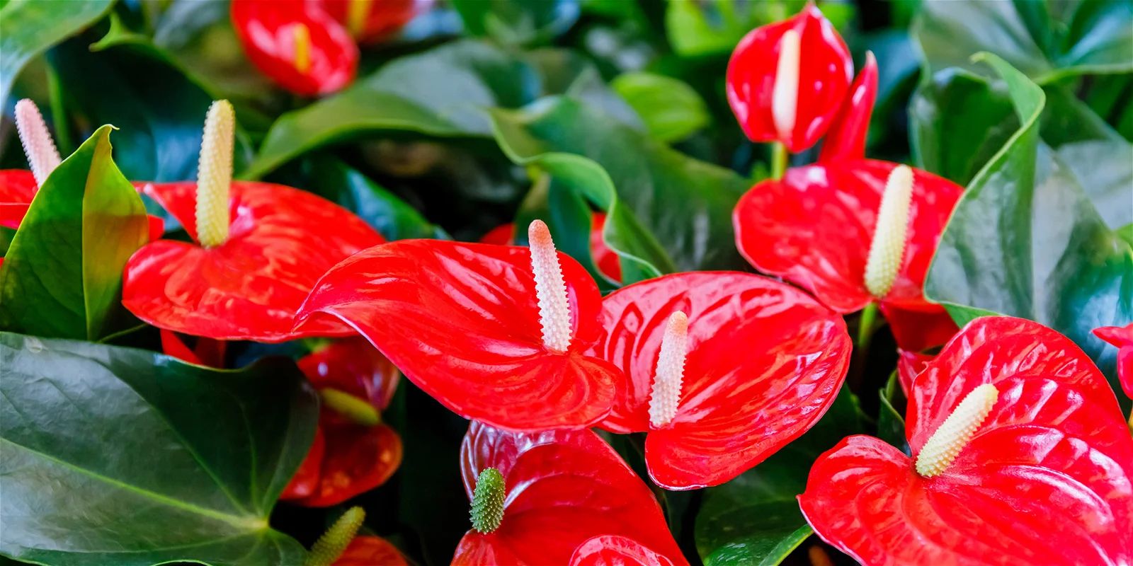 Anthurium in voller Blüte: Tipps für eine erfolgreiche Blütenpracht