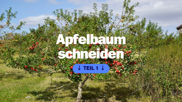 Apfelbaum schneiden: Wann & wie geht man richtig vor? (Teil 1)