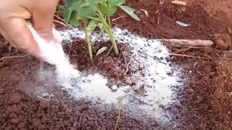 Backpulver ist der beste Freund eines Gärtners: Hier sind 10 clevere Anwendungen im Garten