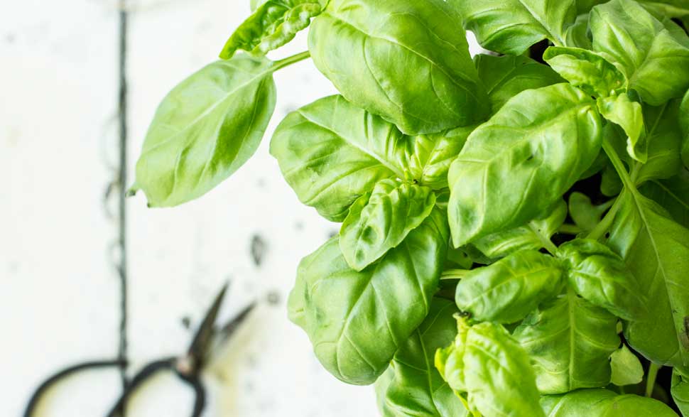 Basilikum