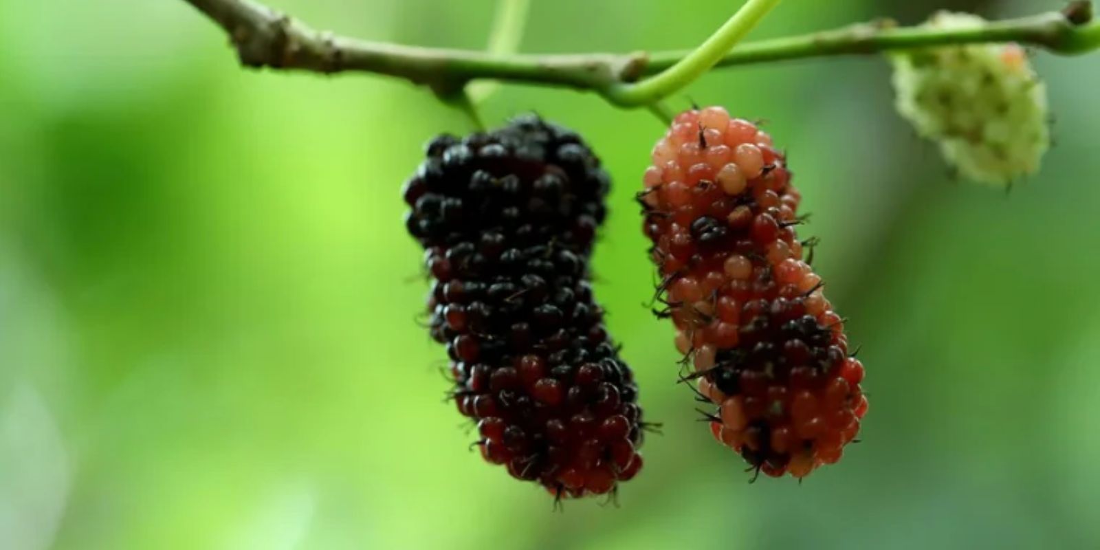 Beeren und ihre therapeutischen Vorteile: Eine Fülle von Geschmack und Gesundheit