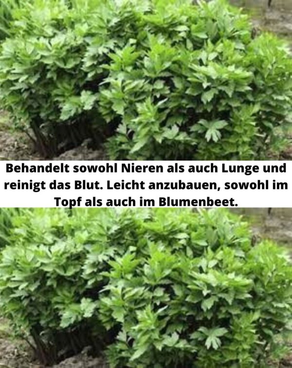 Behandelt sowohl Nieren als auch Lunge und reinigt das Blut. Leicht anzubauen, sowohl im Topf als auch im Blumenbeet.