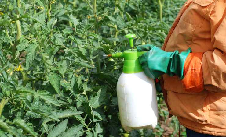 Beseitigen Sie Parasiten