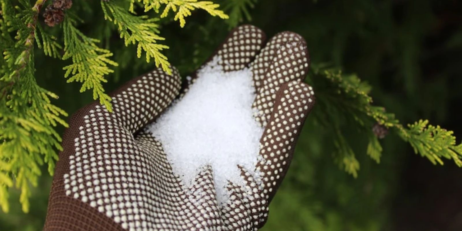 Bittersalz als Blüh-Booster für Zimmerpflanzen