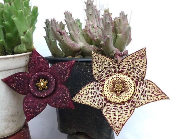 Cactus: Eine effektive Technik, von der nur wenige wussten