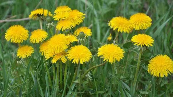DIESE BLUME ÜBERSCHWEMMT ALLE FELDER, ABER VIELE IGNORIEREN SIE: SIE HAT EINEN SEHR HOHEN WERT.