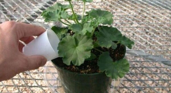 Das Geheimnis, um Geranien schneller blühen zu lassen: Ihr Balkon wird voller bunter Blumen sein