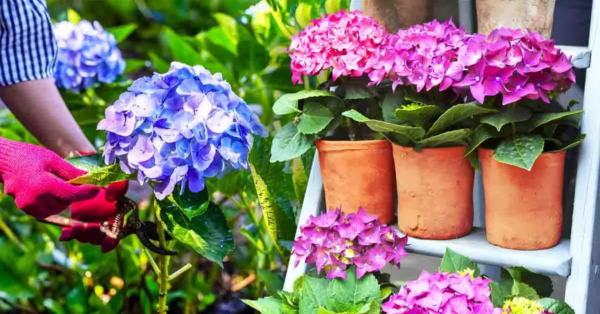 Das passiert, wenn Sie zu Hause eine Hortensie anbauen