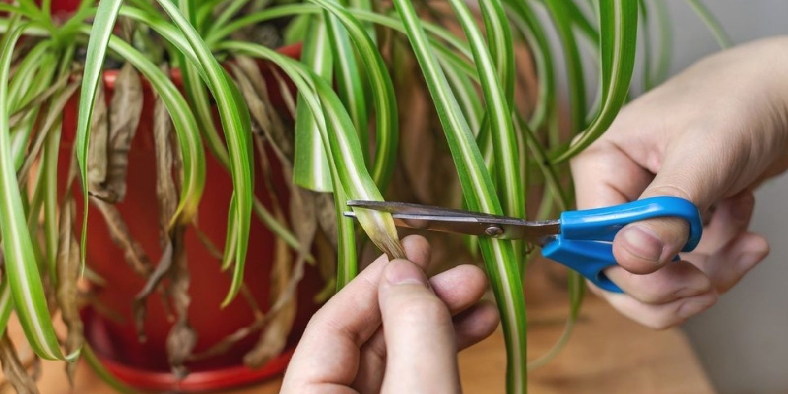 Der Anbau der Phalangeau-„Spinnenpflanze“: Natürliche Luftreinigung für Ihr Zuhause