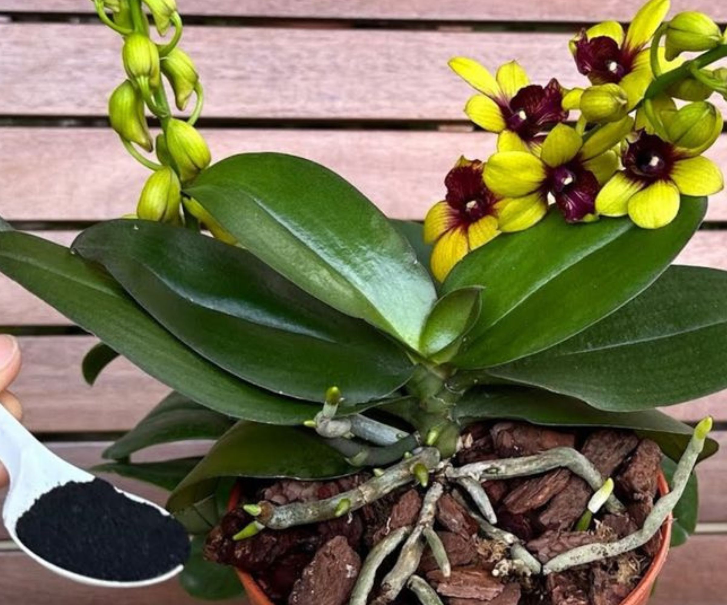 Der Geheime Zauber für üppiges Orchideenwachstum: Ein Löffelchen Glück