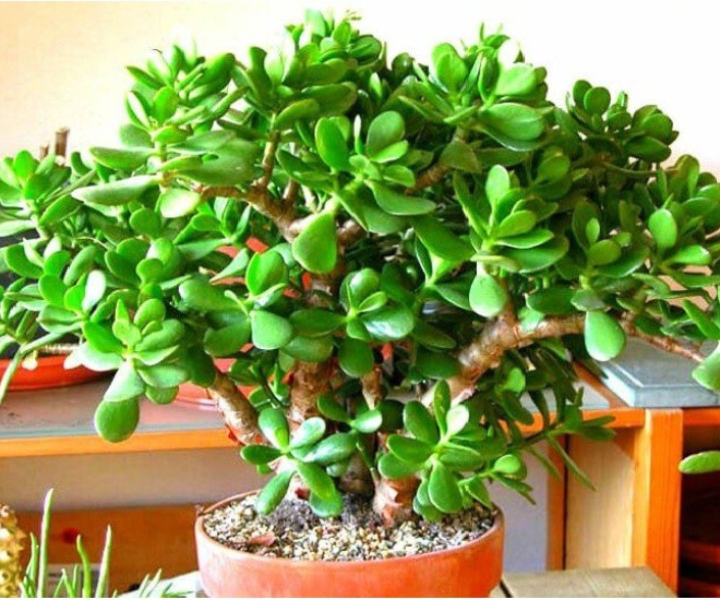 Der Jadebaum: Ein grüner Schatz für Zuhause