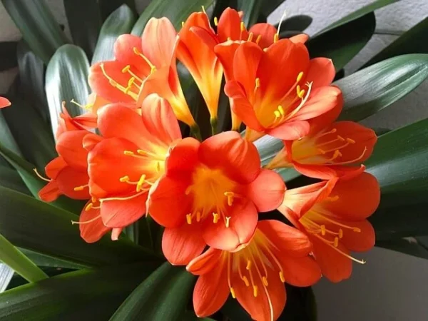 Der Leitfaden zur Pflege und Blüte deiner Clivia-Pflanze: Tipps für ein blühendes Zuhause