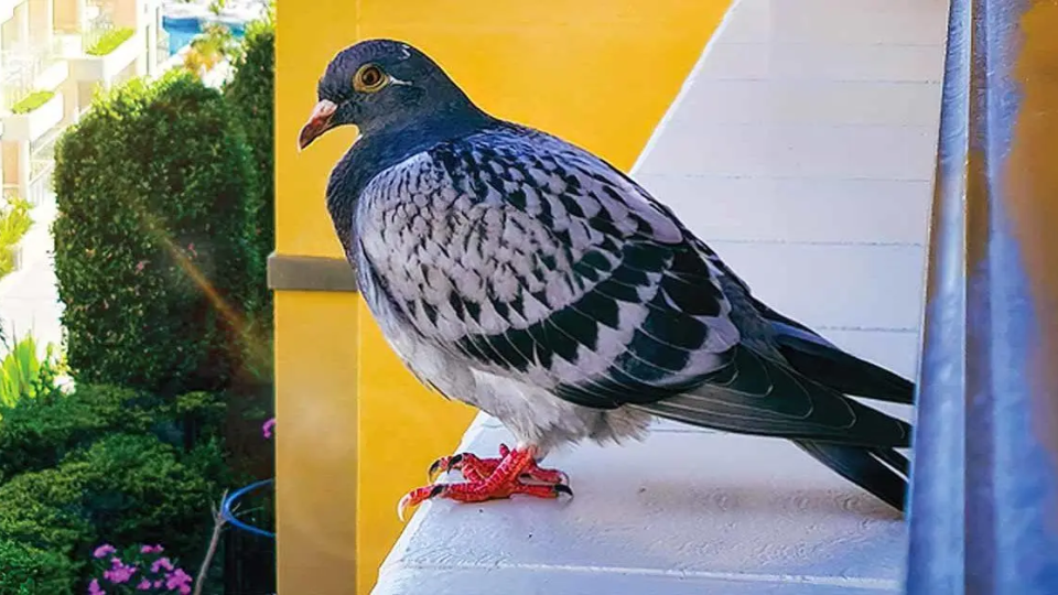Der Trick, Tauben vom Balkon fernzuhalten: Einfache Methoden, die sie für immer fernhalten