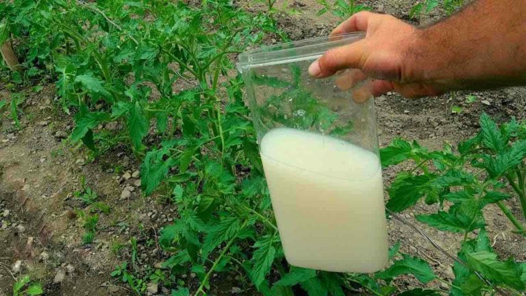 Der einzige sehr starke natürliche Dünger, verwenden Sie ihn für Pflanzen: Im Garten ist er Gold wert