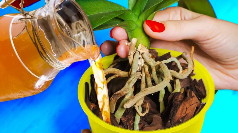 Der geniale Floristentrick, um Orchideen haltbar zu machen