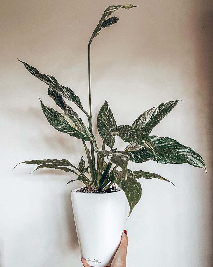 Die Top 10 der schönsten Zimmerpflanzen, die ohne Sonnenlicht wachsen 2 Spathiphyllum