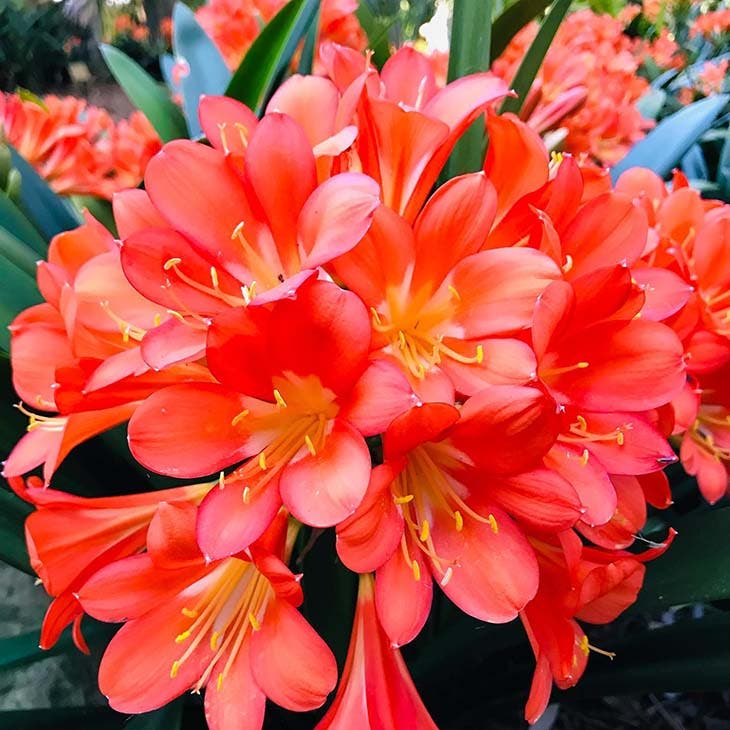 Die Top 10 der schönsten Zimmerpflanzen, die ohne Sonnenlicht wachsen 7 Clivia