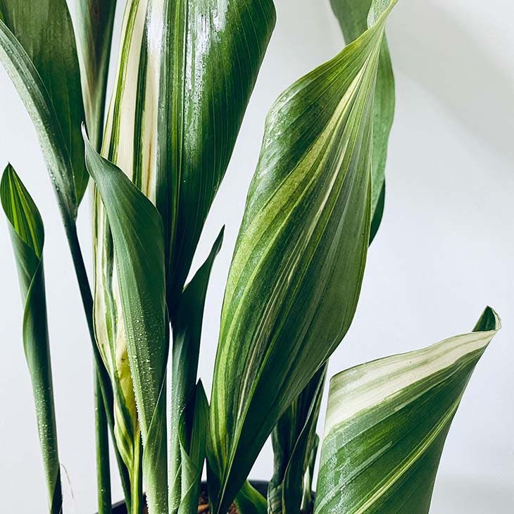 Aspidistra
