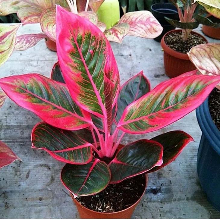 Die Top 10 der schönsten Zimmerpflanzen, die ohne Sonnenlicht wachsen 9 Aglaonema